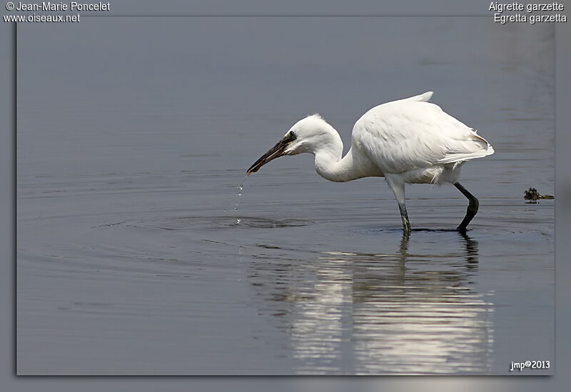 Aigrette garzette