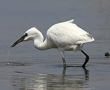 Little Egret