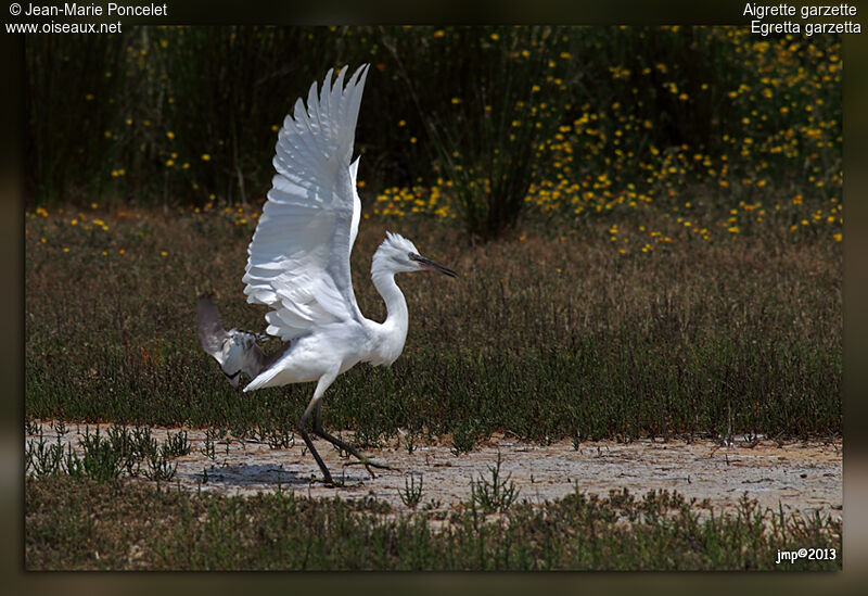 Little Egret