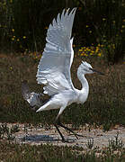 Little Egret