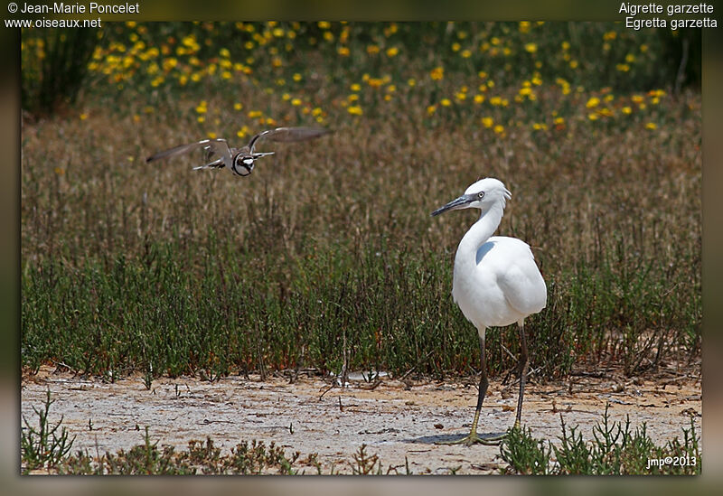 Aigrette garzette