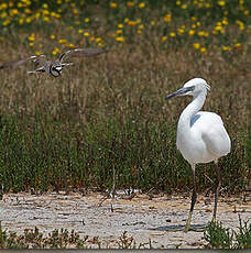 Aigrette garzette