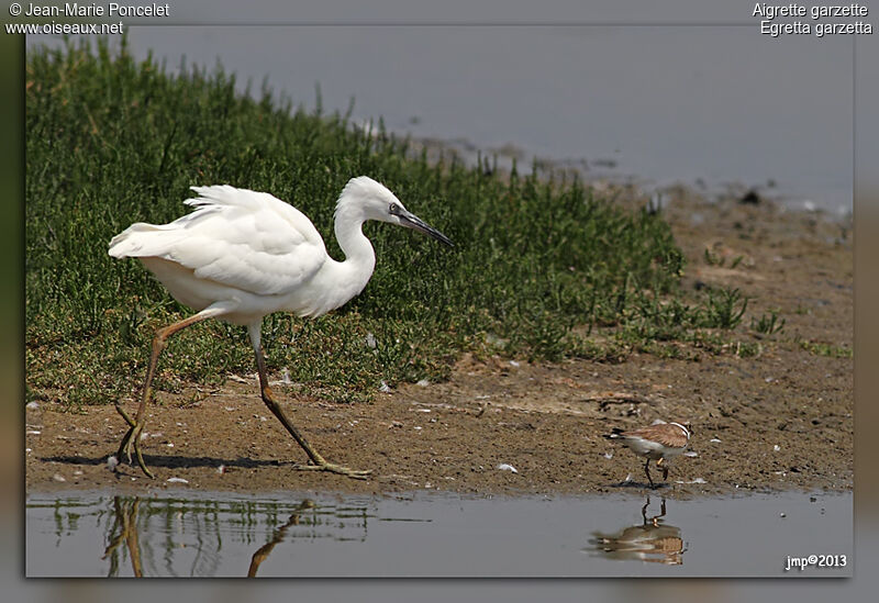 Little Egret