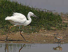 Little Egret