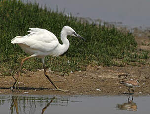 Aigrette garzette