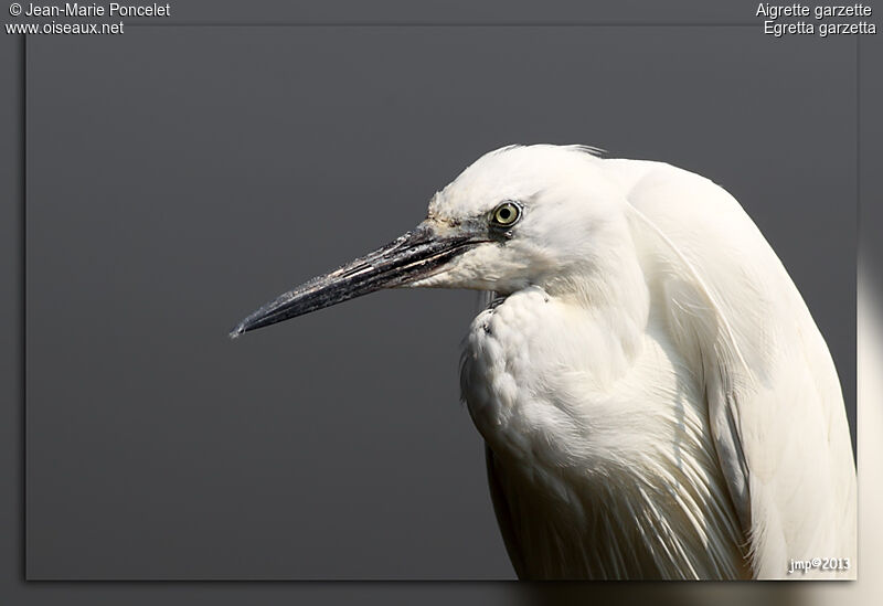 Aigrette garzette