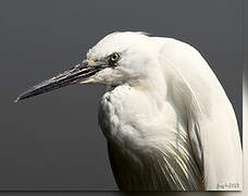 Little Egret