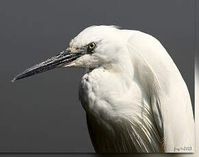 Aigrette garzette