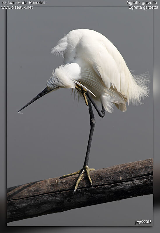 Aigrette garzette