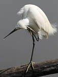 Aigrette garzette