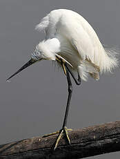 Aigrette garzette