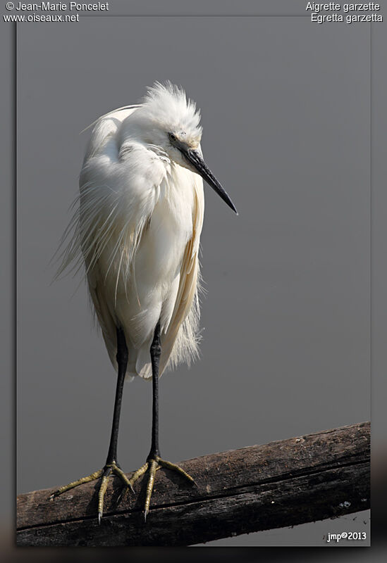 Aigrette garzette