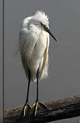 Aigrette garzette