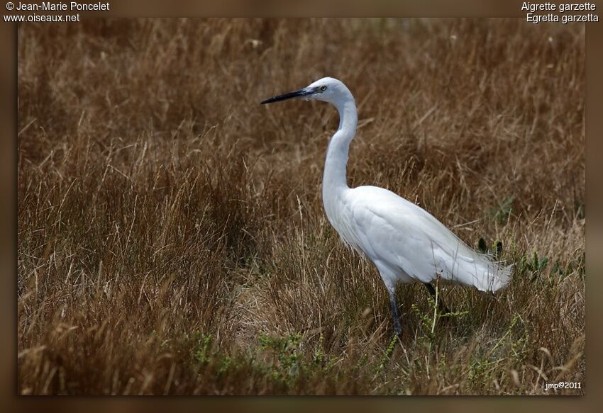 Aigrette garzette