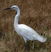 Aigrette garzette