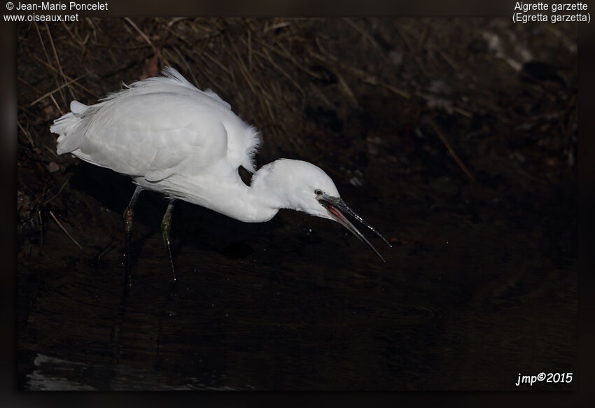 Aigrette garzette