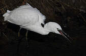 Aigrette garzette