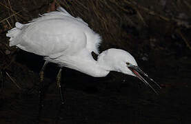 Little Egret