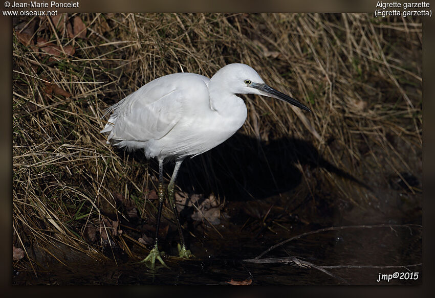 Aigrette garzette