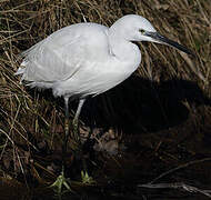 Little Egret