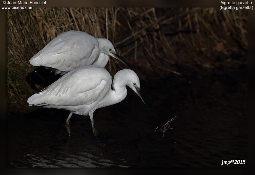 Little Egret