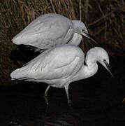 Little Egret