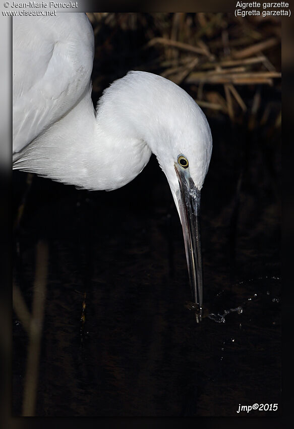 Little Egret