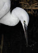 Little Egret