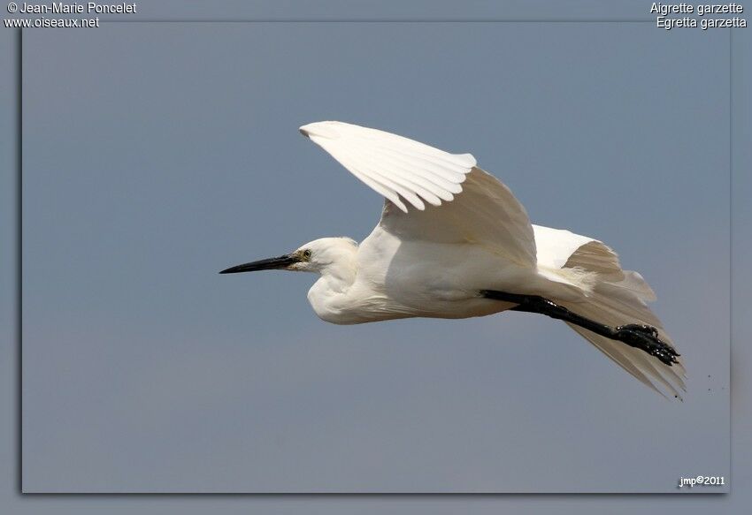 Little Egret