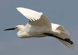 Aigrette garzette