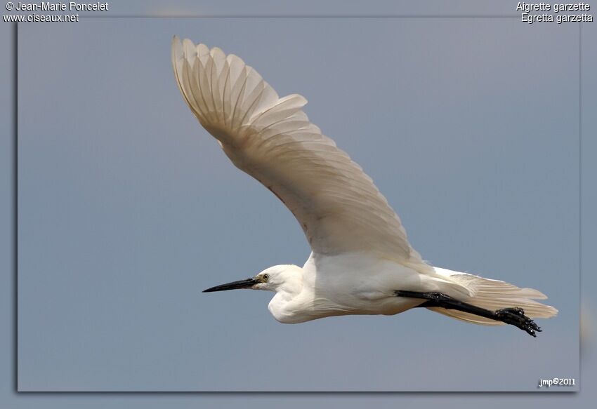 Little Egret