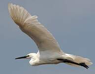 Aigrette garzette