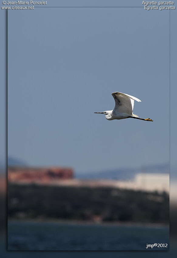 Little Egret