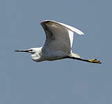 Aigrette garzette