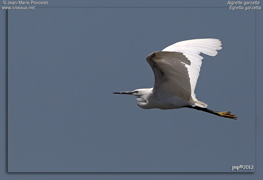 Little Egret