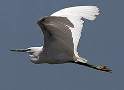 Aigrette garzette