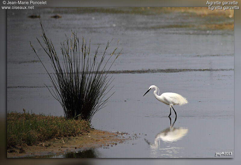 Aigrette garzette