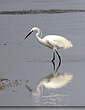 Aigrette garzette