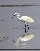 Little Egret