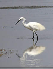 Aigrette garzette