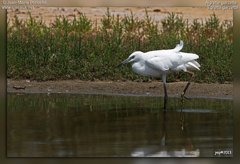 Aigrette garzette