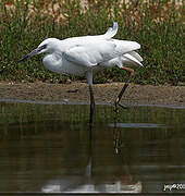 Aigrette garzette