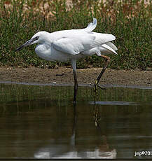 Aigrette garzette