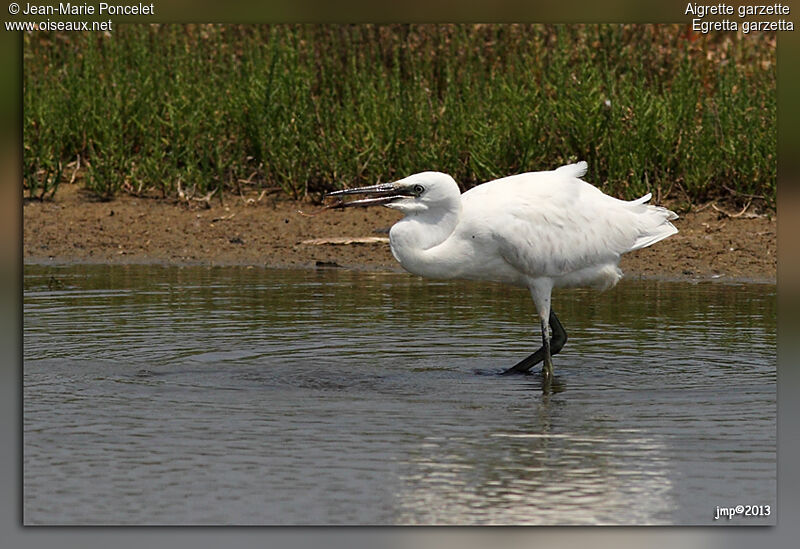 Aigrette garzette