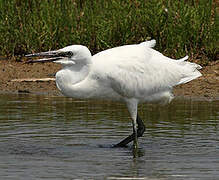 Aigrette garzette