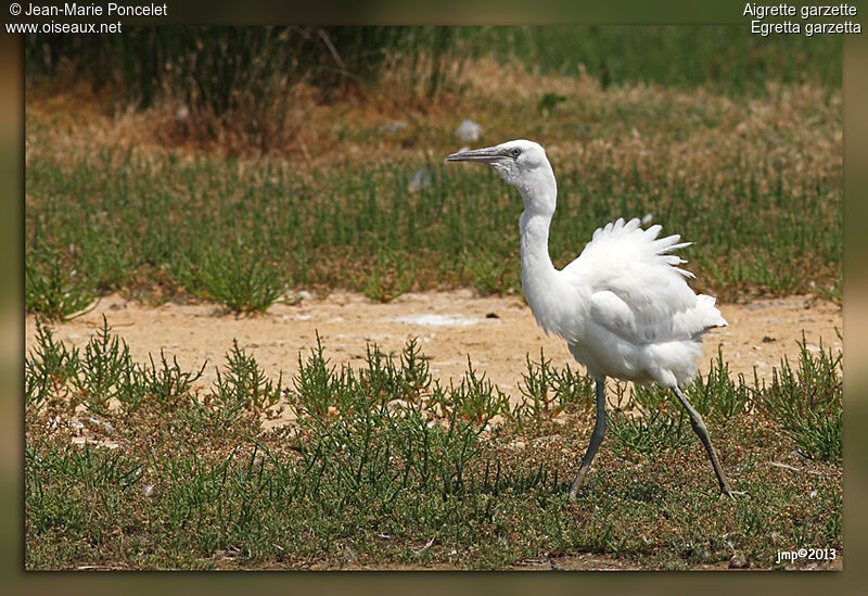 Aigrette garzette