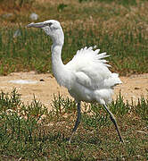 Little Egret