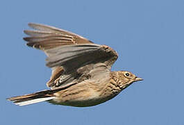 Eurasian Skylark