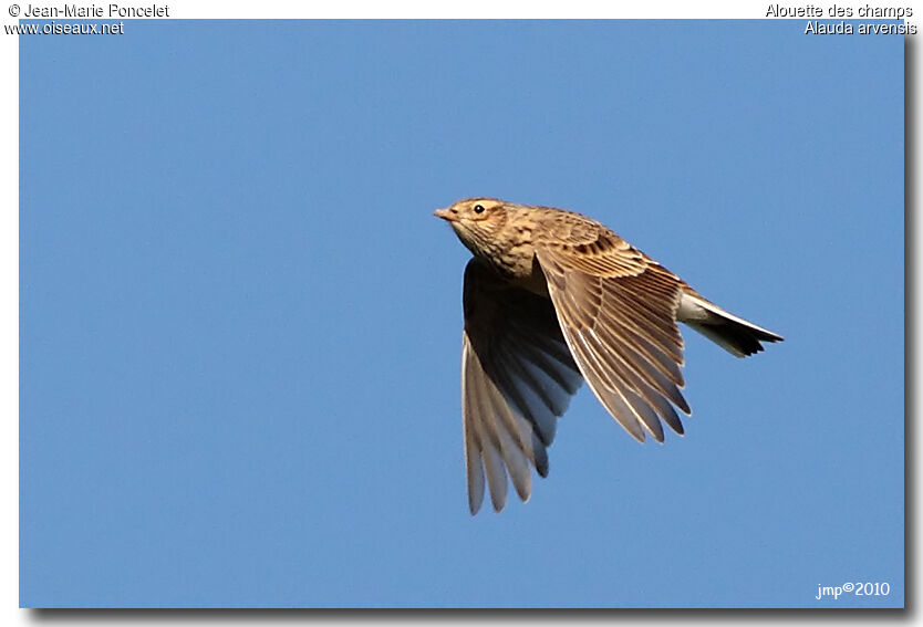 Eurasian Skylark