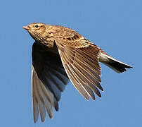 Eurasian Skylark